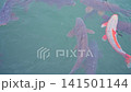 Colorful koi fish swimming in clear pond water.	 141501144