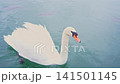 White swan swimming in lake water with fish, aquatic animal concept 141501145