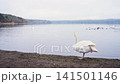 White swan standing by lakeside shore, wildlife nature and tranquil water landscape concept 141501146