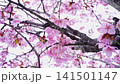 Pink cherry blossom flowers blooming on tree branches, sakura season and spring nature background 141501147