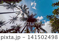 Looking up palm trees on a caribbean beach 141502498