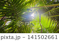 Looking up through tree forest 141502661