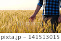 Farmer inspecting golden wheat field at sunset. Hands touch ripe grains, showcasing harvest potential. Peaceful rural landscape reflects agricultural abundance and hard work. 141513015