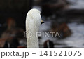 Great swans 141521075