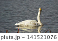 Great swans 141521076