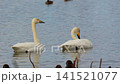 Great swans 141521077