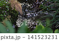A stream with cherry blossom petals floating on it. A stream with cherry blossom petals floating on it. 141523231