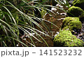 A stream, moss, and leaves A stream, moss, and leaves 141523232