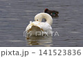 Tundra swan 141523836