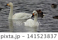 Tundra swan 141523837