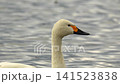 Tundra swan 141523838