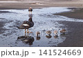 A family of crucian carp 141524669
