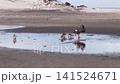 A family of crucian carp 141524671