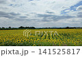 Sunflower blooming in agricultural sunflower field at central Thailand, Lopburi Province, Thailand. 141525817