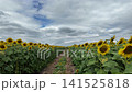 Sunflower blooming in agricultural sunflower field at central Thailand, Lopburi Province, Thailand. 141525818