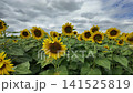 Sunflower blooming in agricultural sunflower field at central Thailand, Lopburi Province, Thailand. 141525819