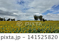 Sunflower blooming in agricultural sunflower field at central Thailand, Lopburi Province, Thailand. 141525820