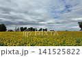 Sunflower blooming in agricultural sunflower field at central Thailand, Lopburi Province, Thailand. 141525822