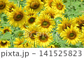Sunflower blooming in agricultural sunflower field at central Thailand, Lopburi Province, Thailand. 141525823