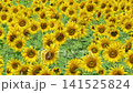 Sunflower blooming in agricultural sunflower field at central Thailand, Lopburi Province, Thailand. 141525824
