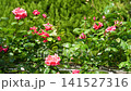 Pink roses in full bloom, bathed in the early summer sun (Flower Garden at the General Recreation Park) 141527316