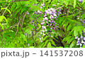 紫藤花在風中搖曳 141537208