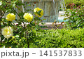Yellow roses and a fountain shining in the early summer sun (Flower Garden at the Comprehensive Recreation Park) 141537833