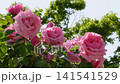 Blue skies in May and pink roses in full bloom (Flower Garden at the General Recreation Park) 141541529