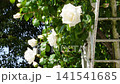 White roses and an arch bathed in May sunshine (Flower Garden at the General Recreation Park) 141541685
