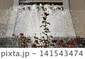 A single rose blooms against the backdrop of a refreshing fountain (Flower Garden, Comprehensive Recreation Park) 141543474