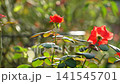 Beautiful red rosebuds and flowers, translucent in the May sunlight (Flower Garden, General Recreation Park) 141545701