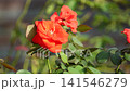 Bright orange roses blooming in the flower garden of the comprehensive recreation park in early summer. 141546279