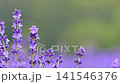 中咲きのラベンダー「ナナナリサワ」 141546376