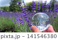ラベンダー畑とガラスの木 141546380