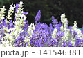 たんばらラベンダーパーク　白と紫の花畑 141546381