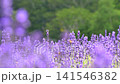 たんばらラベンダーパーク　中咲き「ナナナリサワ」2 141546382