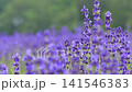 たんばらラベンダーパーク　中咲き「ナナナリサワ」1 141546383
