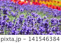 たんばらラベンダーパーク　早咲き「こいむらさき」と鶏頭の花畑 141546384