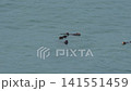 野生海獺在基里塔普角悠閒地休息 141551459