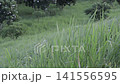 Close up of lush green grass blades blowing gently on a hillside slope. Fresh bright nature background at a campsite. 141556595