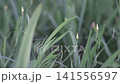 Close up of delicate yellow flower buds growing among lush green grass blades. Minimalist soft focus nature background. 141556597