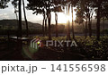 Golden sunset sunbeams shining through trees with lens flare and a wooden bench. Cinematic atmospheric nature campsite scenery. 141556598
