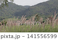 Fountain grass flowers swaying gently in the breeze with lush green mountain range background. Scenic outdoor camping site scenery. 141556599