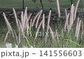 Close up of fluffy fountain grass flowers swaying gently in the wind. Peaceful botanical nature background at a campsite. 141556603