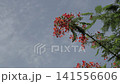 Low angle view of vibrant red peacock flowers on branches with green leaves against cloudy sky background. Tropical summer nature copy space. 141556606