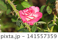 In the springtime flower garden of the comprehensive recreation park, you'll find beautiful roses with a gradient of pink and white, and sharp thorns. 141557359