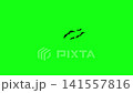 Flying Bat on Green Screen Chroma Key Halloween Animation 4K 141557816