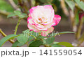 Beautiful white and pink roses blooming in the flower garden of the comprehensive recreation park. 141559054