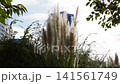 Pampas grass swaying in the wind against the backdrop of a blue building in the symbolic promenade park of autumn. 141561749
