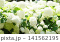 White Annabelle hydrangeas bloom in full glory, basking in the sunlight at the symbolic promenade park of autumn. 141562195